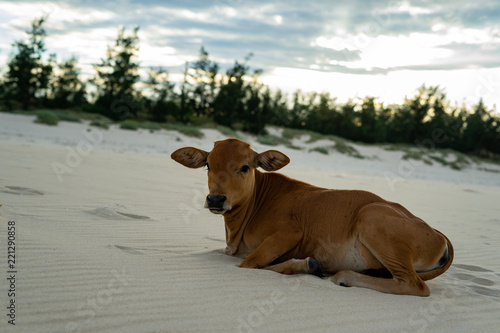 Calf on the sand beach