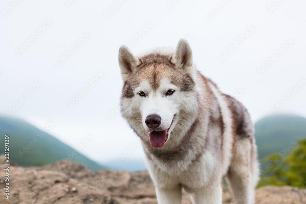 Close-up Portrait of free beige and white Siberian Husky dog with tonque hanging out at the top of a mountain