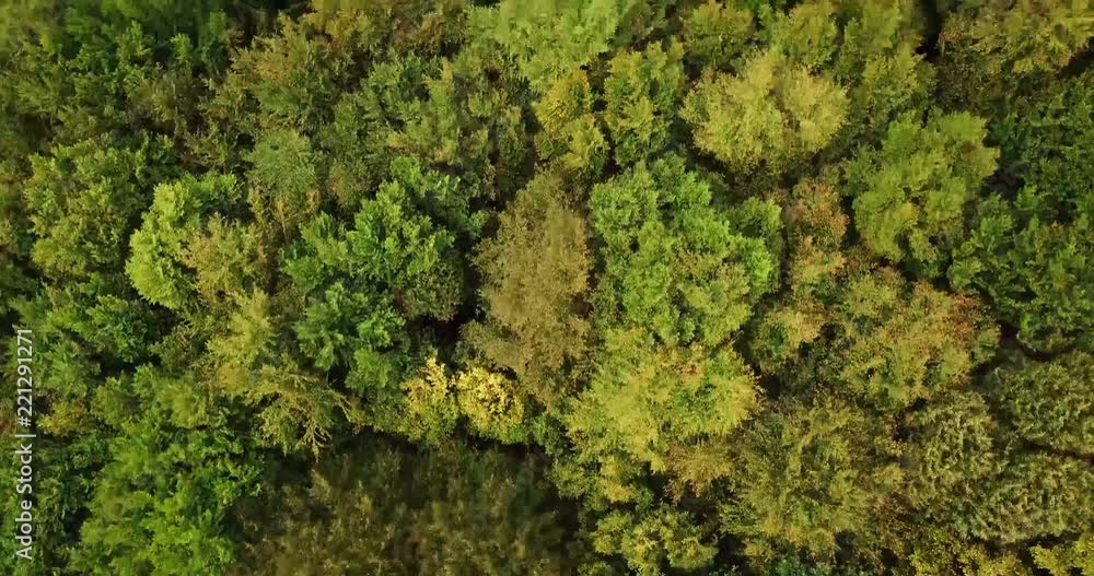 Aerial view of green forest in Germany Aerial view of green forest in Germany