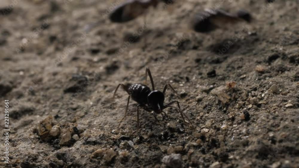 Close up of ants running and moving in various directions Close up of ants running and moving in various directions