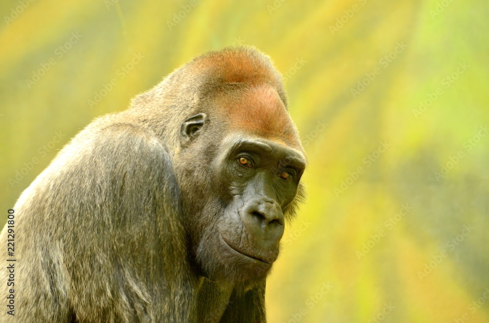 Obraz premium Gorilla