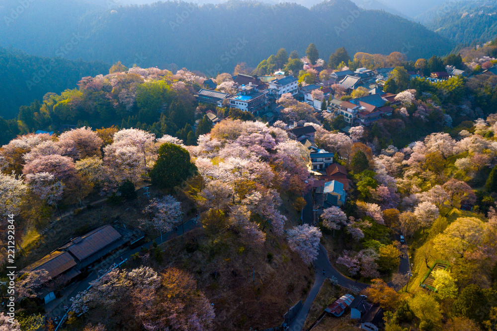Cherry tree blossom landscape Cherry tree blossom landscape