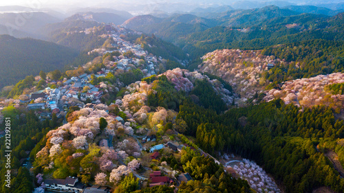 Cherry tree blossom landscape photo