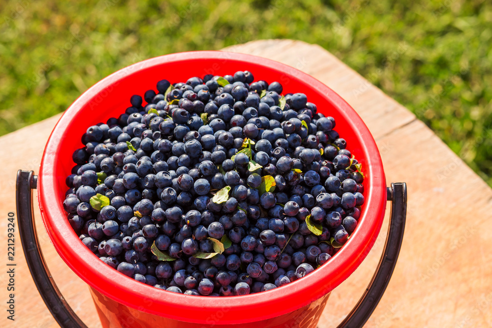 Fresh blueberry in a bowl on the grass. diet and health food concept. Fresh blueberry in a bowl on the grass. diet and health food concept.