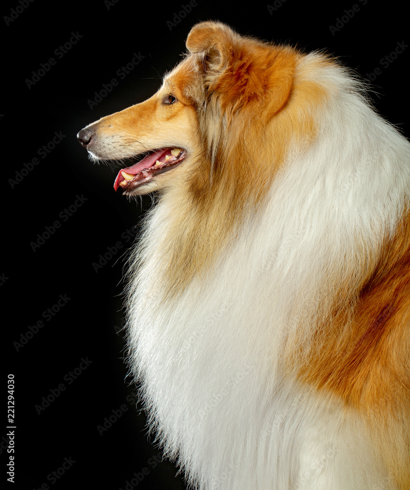 Collie Dog on Isolated Black Background in studio Collie Dog on Isolated Black Background in studio