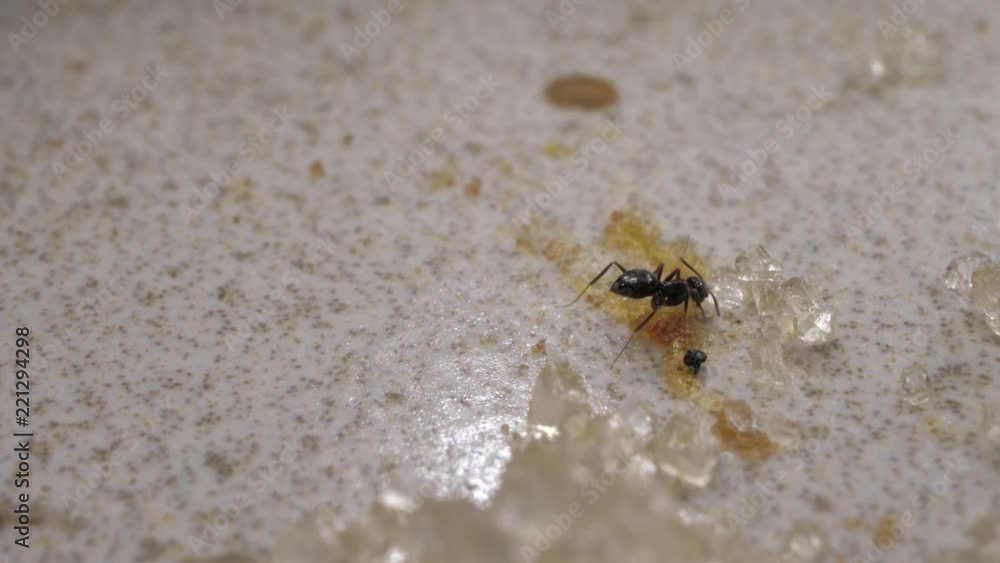 Close up of ants running and moving in various directions Close up of ants running and moving in various directions