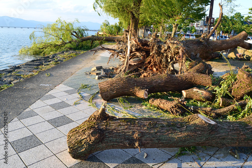 台風被害　樹木の倒壊