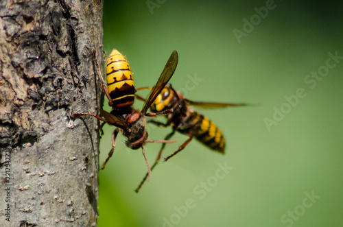 hornet in the garden © Damir