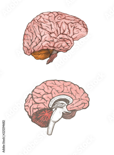 Digital painted brain isolated on a white background. The set of to variation: whole brain, and brain in a cut. Realistic illustration. The part of the human body.