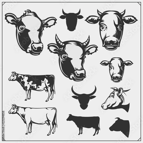 Vector set of cow illustrations isolated on white background. 
