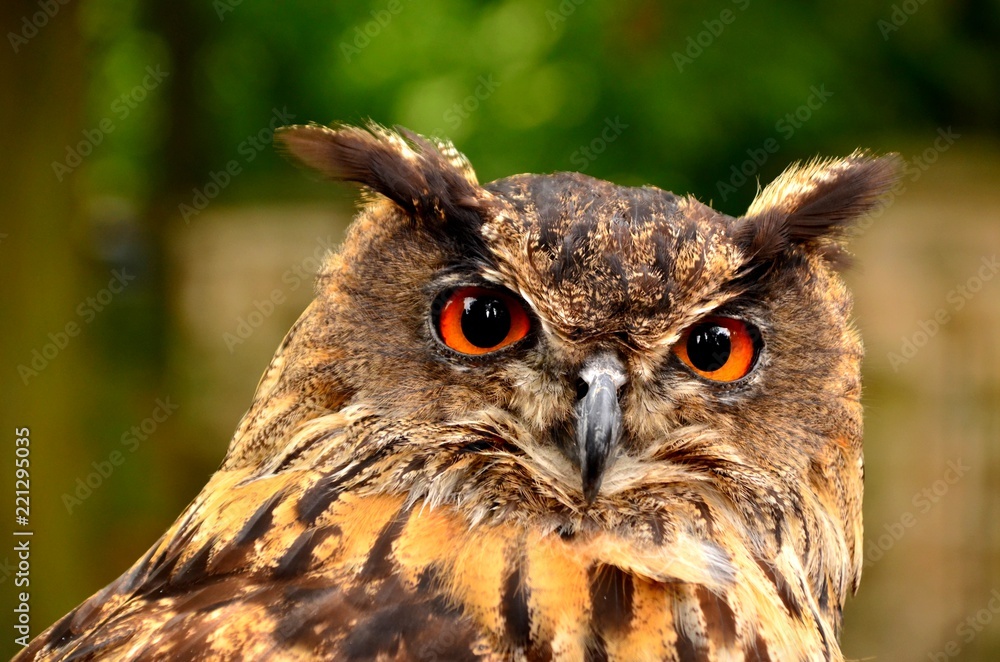 bubo bubo bubo bubo