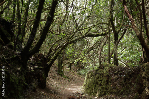 The Path of the Senses in the Anaga rural park in Tenerife island in the Canaries © Isacco