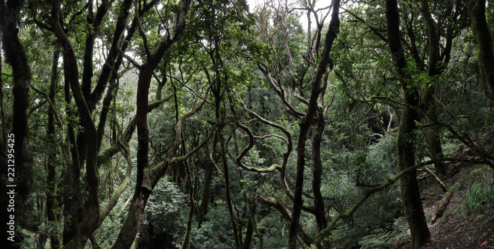 The Lauisilva forest in the Anaga rural park in the Tenerife island, Canaries The Lauisilva forest in the Anaga rural park in the Tenerife island, Canaries