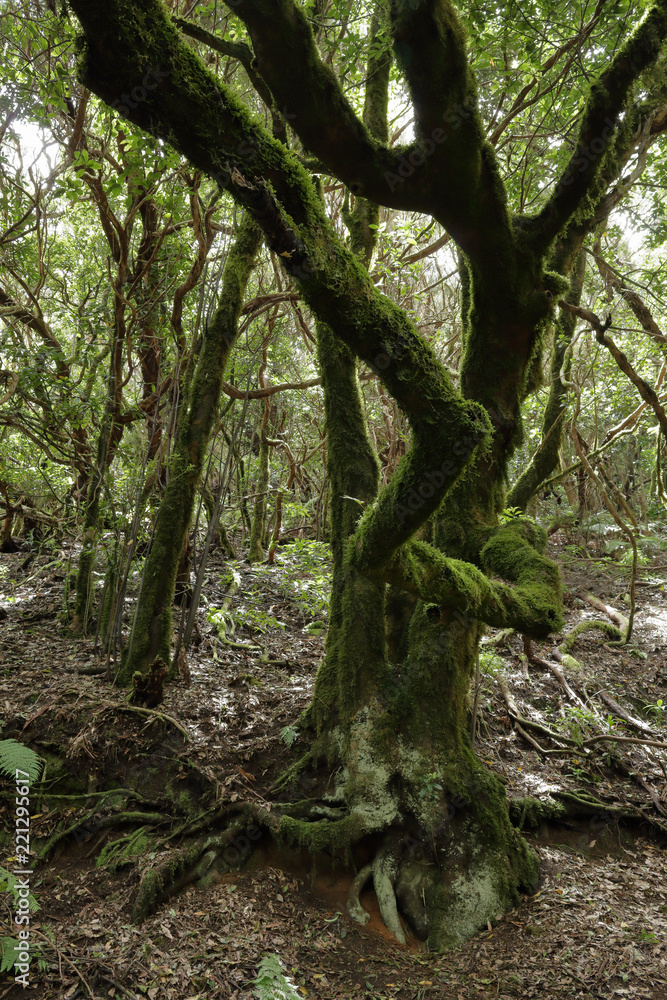 Fototapeta premium A path in the Anaga rural park in Tenerife island in the Canaries