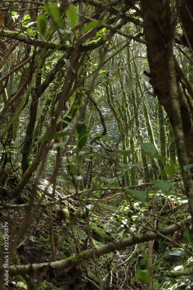 The Lauisilva forest in the Anaga rural park in the Tenerife island, Canaries The Lauisilva forest in the Anaga rural park in the Tenerife island, Canaries