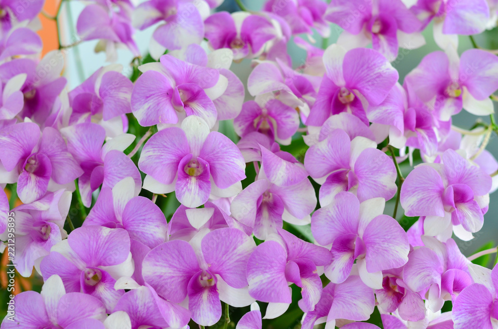 Beautiful orchid flowers in farm Beautiful orchid flowers in farm