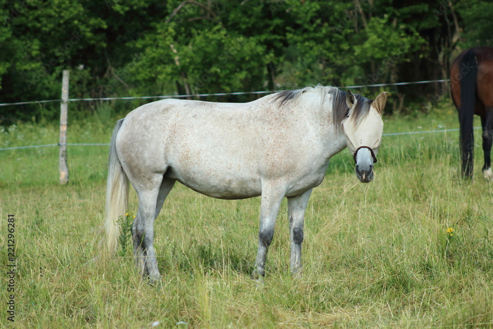 Obraz premium White horse with head mask