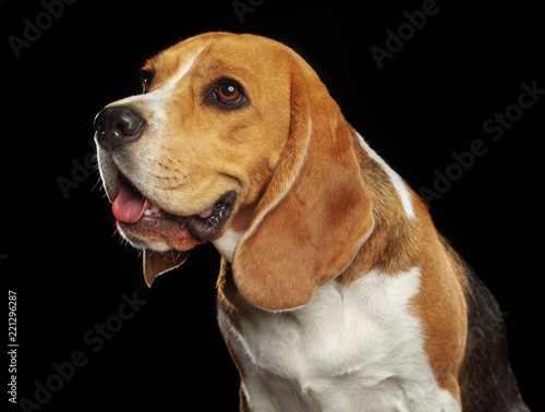 Beagle Dog Isolated on Black Background in studio