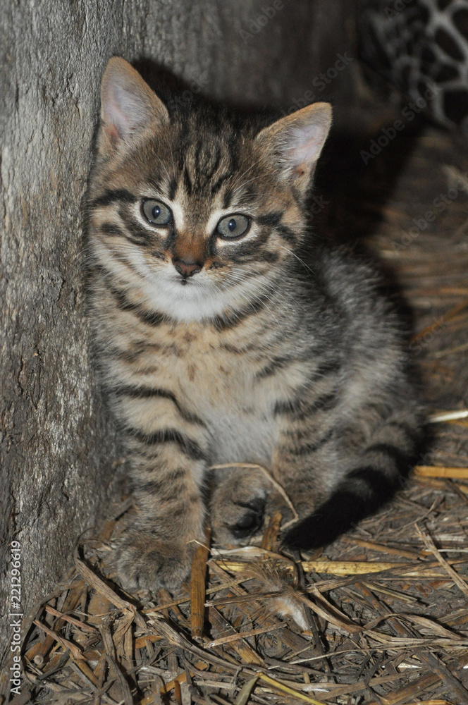 Little grey kitten standing on the hay, hugging to the wall, looking at the camera,  at the countryside