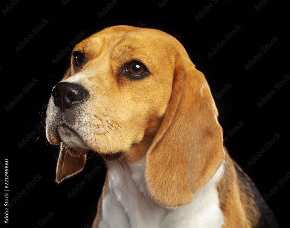 Beagle Dog  Isolated  on Black Background in studio