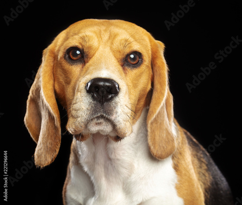 Beagle Dog Isolated on Black Background in studio