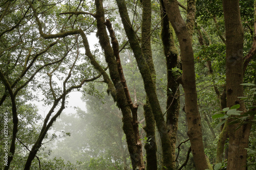 Fog and clouds in the Lauisilva forest in the Anaga rural park in the Tenerife island, Canaries