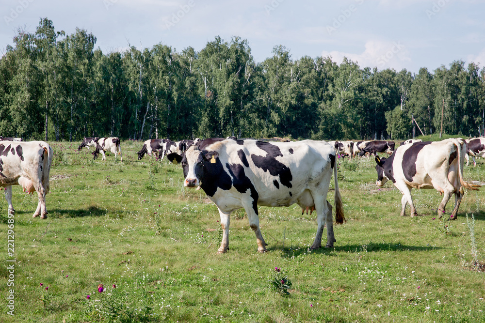 a Herd of cows at summer green field pasture