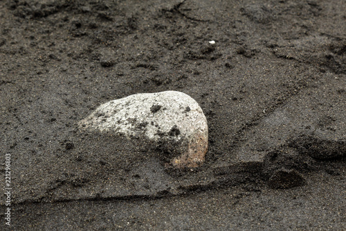 A grey stone into the black volcanic sand of Tenerife island photo