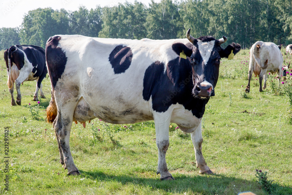 a Herd of cows at summer green field pasture a Herd of cows at summer green field pasture