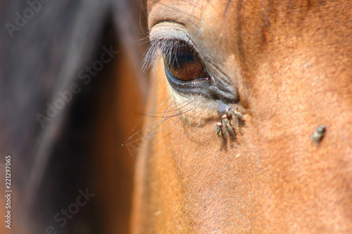 Wallpaper Mural Eye of a horse Torontodigital.ca