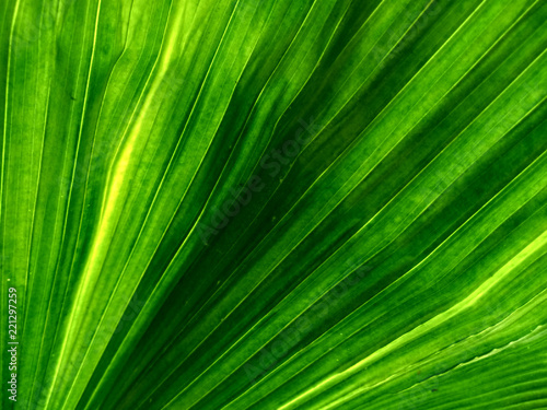 Close up palm leaves.