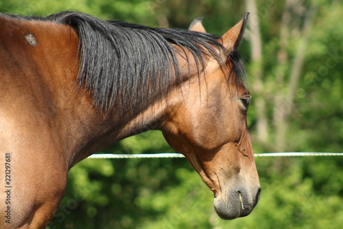 Wallpaper Mural Brown horse Torontodigital.ca