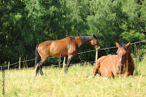 Wallpaper Mural Brown horse Torontodigital.ca
