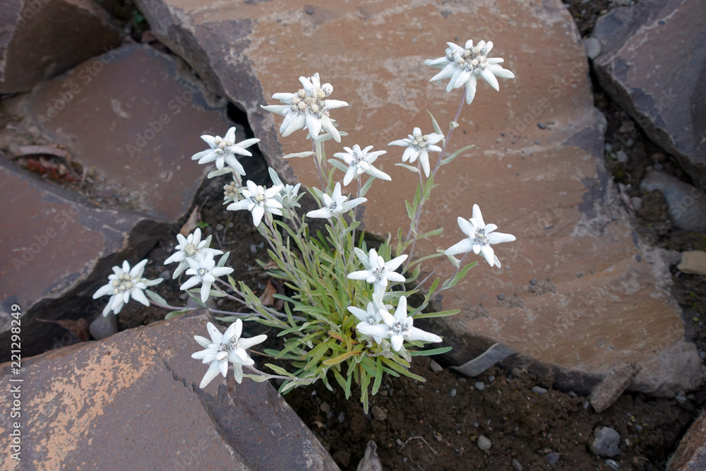 Obraz premium plant d'édelweiss