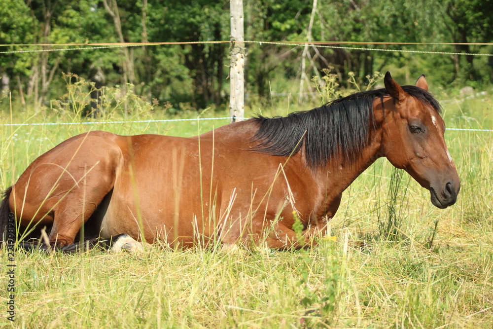 Fototapeta premium Brązowy koń