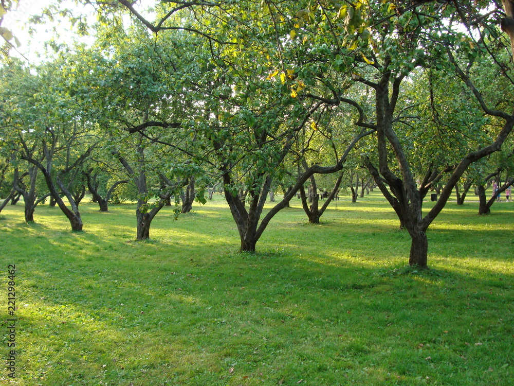 Fototapeta premium Apple orchard is green with sun glare.