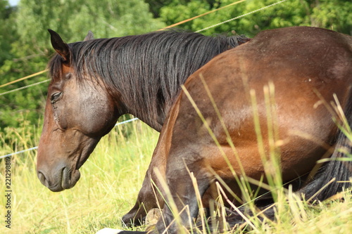 Wallpaper Mural Brown horse Torontodigital.ca