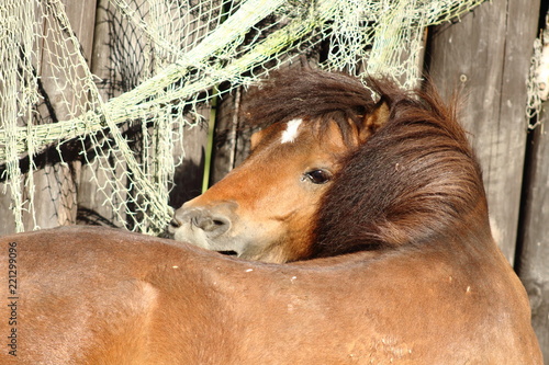 Wallpaper Mural Shetland pony Torontodigital.ca
