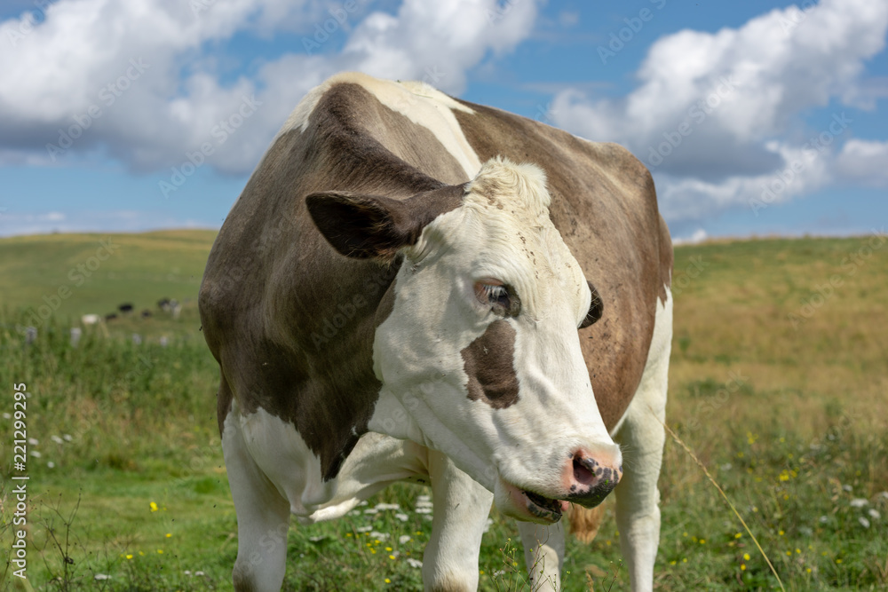 Mottled cow
