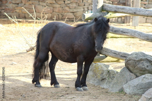 Wallpaper Mural Shetland pony Torontodigital.ca