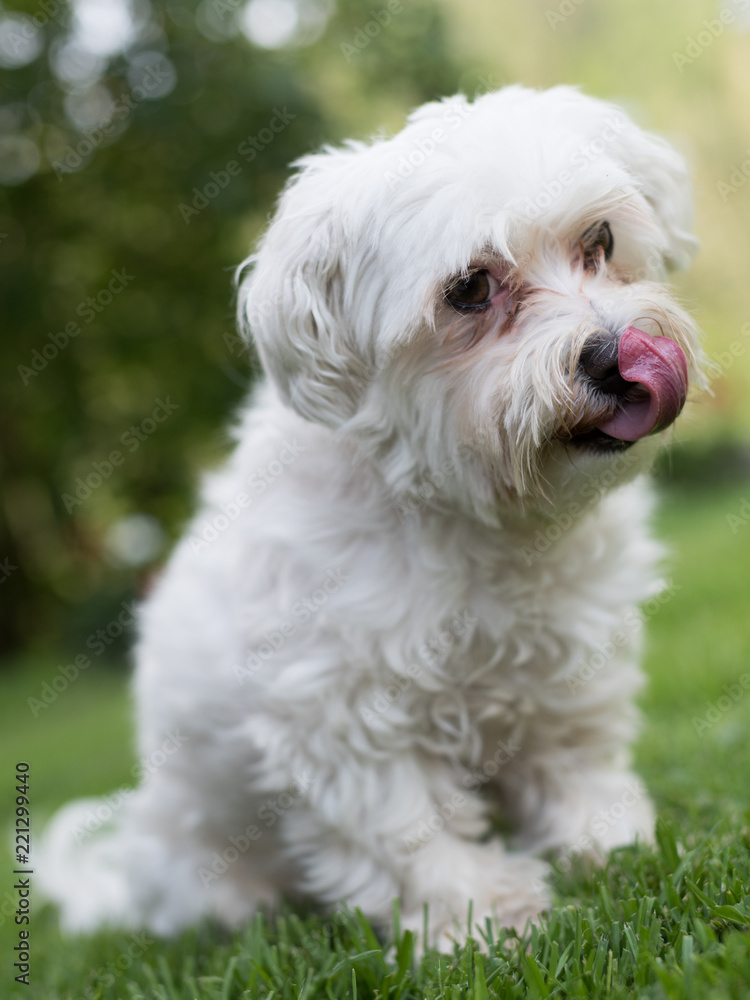Maltese dog posing with tongue out licking its nose