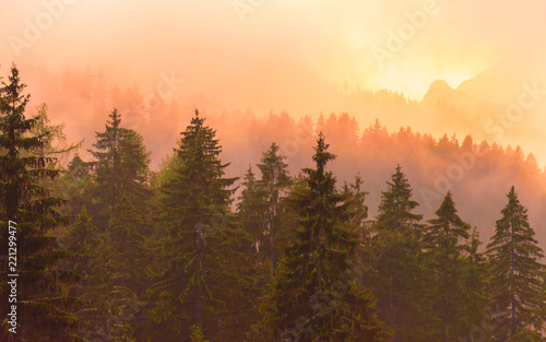 Mysterious foggy pine forest in golden sunset light