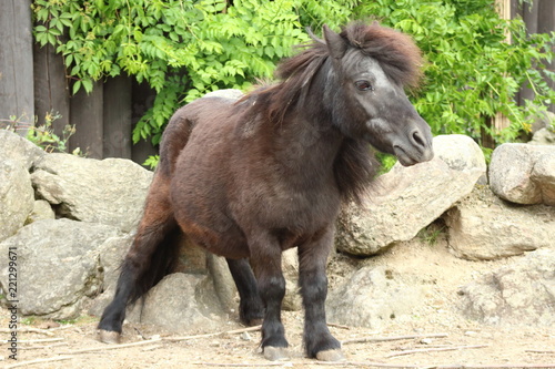 Wallpaper Mural Shetland pony Torontodigital.ca