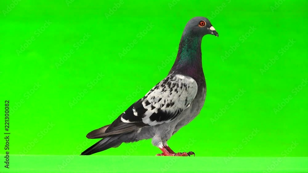 gray shtihel dove isolated on green background gray shtihel dove isolated on green background