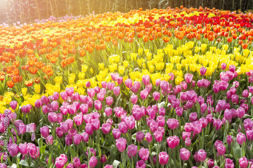 Beautiful colorful tulip flower garden with vintage warm light, spring season, natural concept background