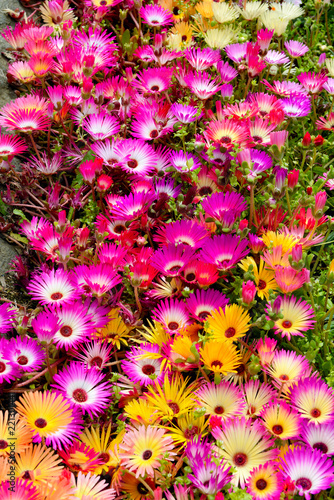 A lot of mix livingstone daisy  colorful flower in garden