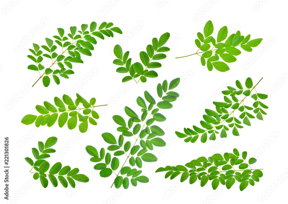 Obraz premium moringa leaves on white background