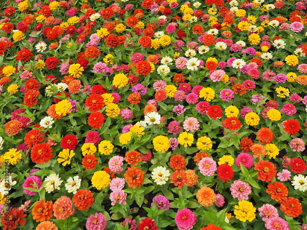 красочный ковер цветов в парке в солнечный день