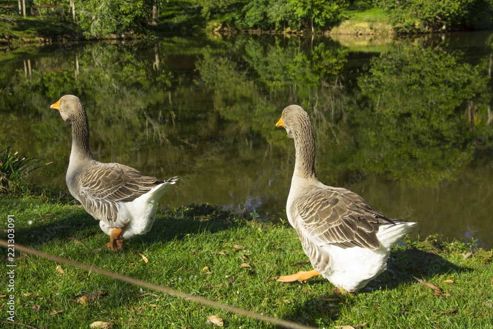 Geese on the hacienda, Igrejinha, Rio Grande do Sul, Brazil Geese on the hacienda, Igrejinha, Rio Grande do Sul, Brazil