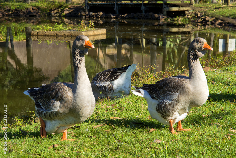 Geese on the hacienda, Igrejinha, Rio Grande do Sul, Brazil Geese on the hacienda, Igrejinha, Rio Grande do Sul, Brazil